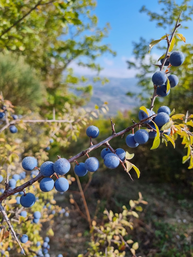 Alla ricerca della bacca blu del Molise, il Prunus Spinosa